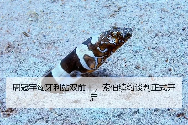 周冠宇匈牙利站双前十，索伯续约谈判正式开启